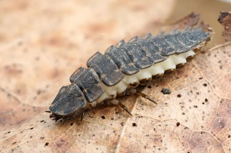 firefly larva leaf litter