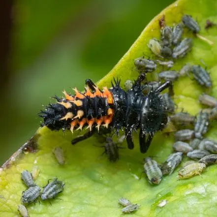 ground beetle garden soil