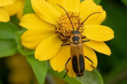 soldier beetle on flower